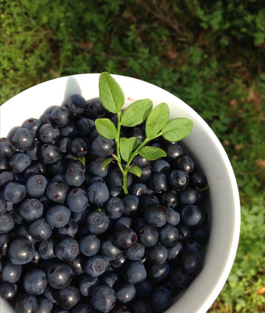 I will sell forest blueberries by liters or kilograms in any quantity