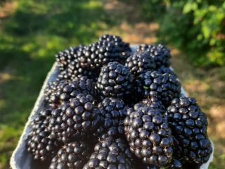 Blackberry. Hello, in the coming week we are starting