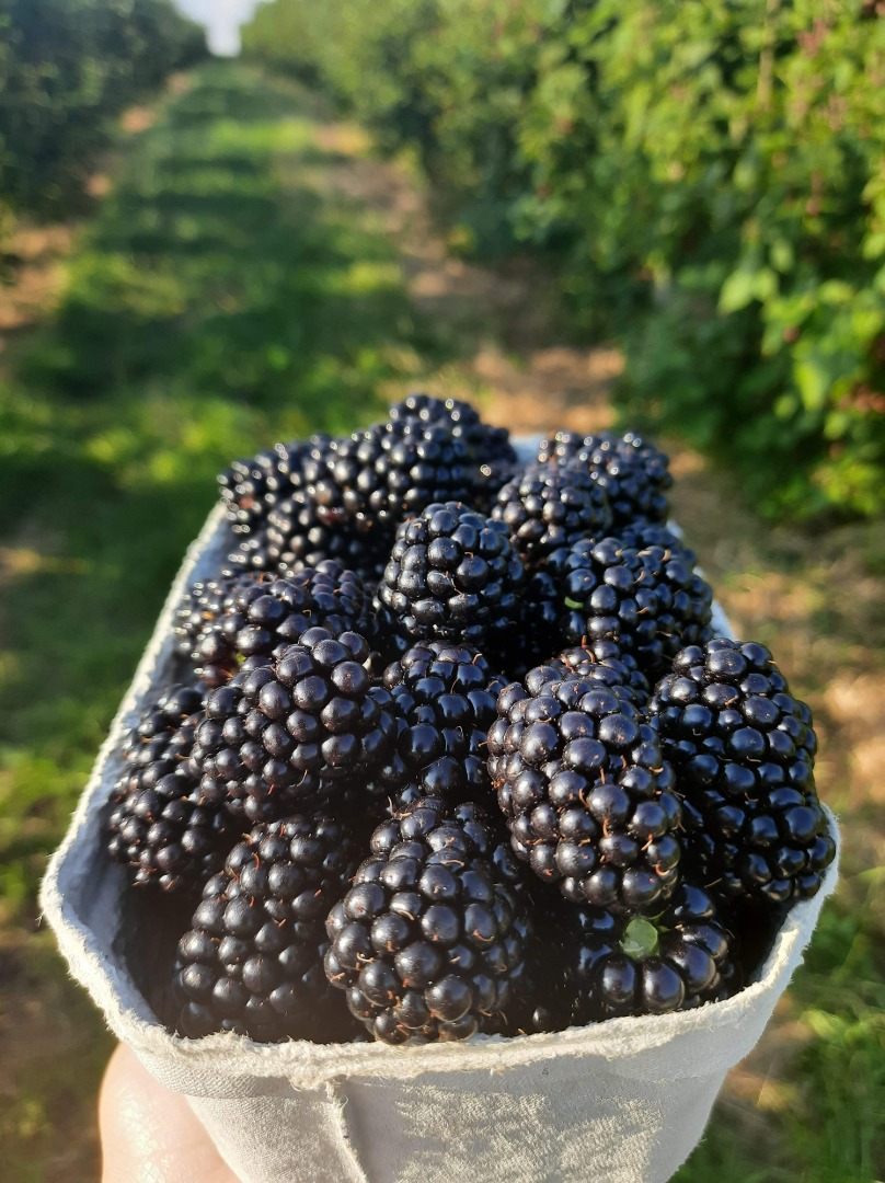 Blackberry