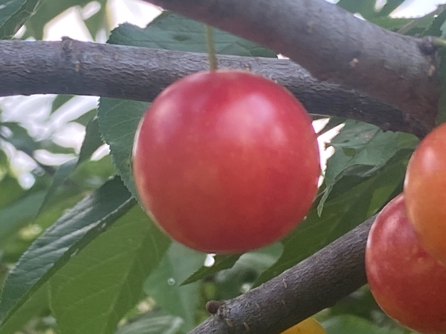 Nice ripe ......bright deep purplish red plums....