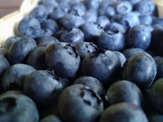 Hi! I have a lot of blueberries for sale