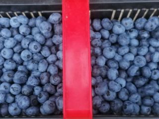Organic blueberry from its own plantation. Collected under the
