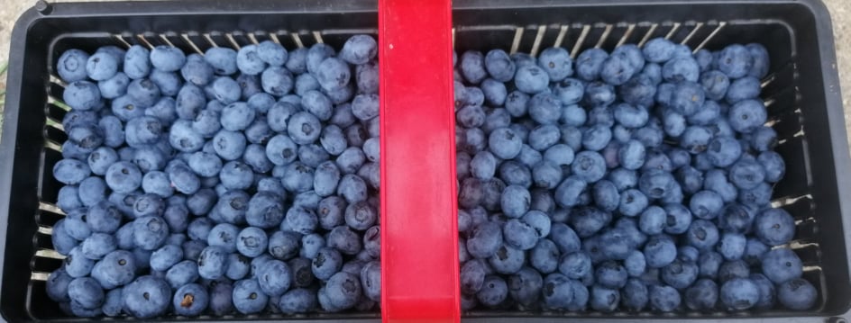 Organic blueberry from its own plantation