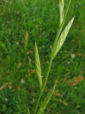 Hello, I invite you to cooperate with grass producers in the 2021 season