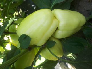 I am selling bell peppers in large quantities. The