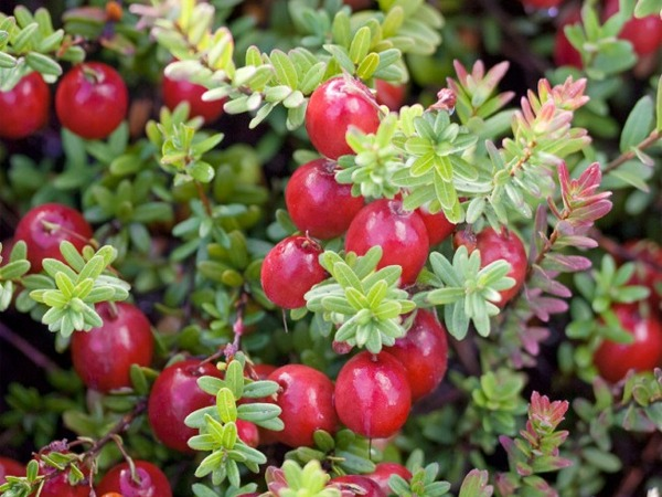 I will sell marsh cranberries in large quantities (from 50 kg up / per week)
