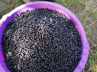 I sell fresh blueberries in large and small quantities