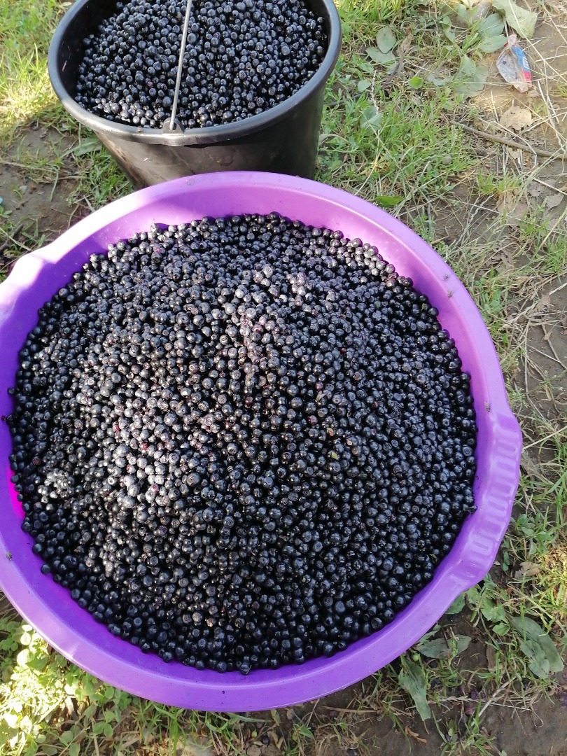 I sell fresh blueberries in large and small quantities and offer transport to the destination for details call tel