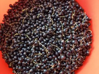 We sell blackcurrants from our own production. Delivery in