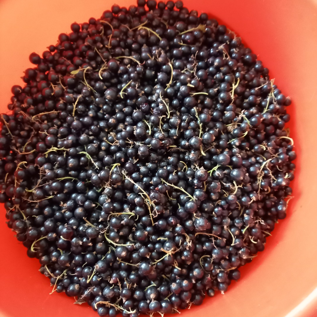 We sell blackcurrants from our own production