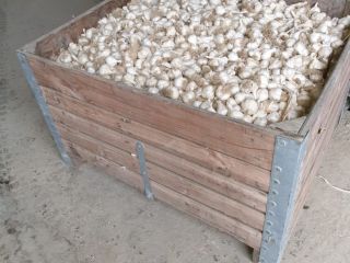 I am selling quality garlic as well as seed.