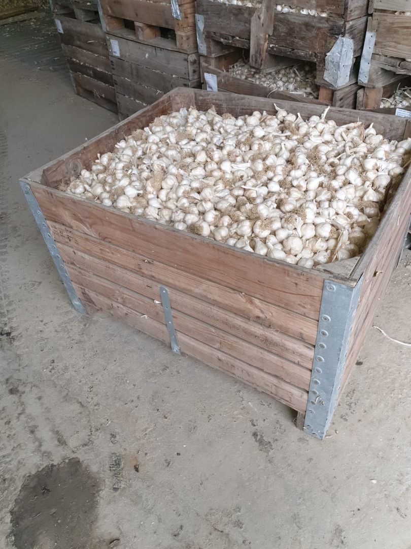 I am selling quality garlic as well as seed