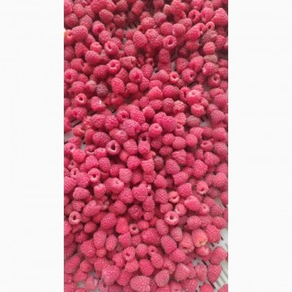 A company with experience in the purchase and processing of blueberries is looking for a partner for permanent cooperation