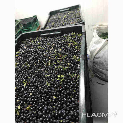 A company with experience in the purchase and processing of blueberries is looking for a partner for permanent cooperation