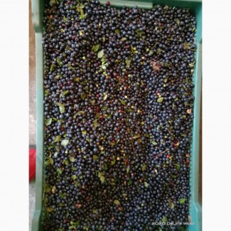 A company with experience in the purchase and processing of blueberries is looking for a partner for permanent cooperation