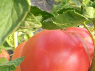 Delicious raspberry tomatoes for sale. The given price is