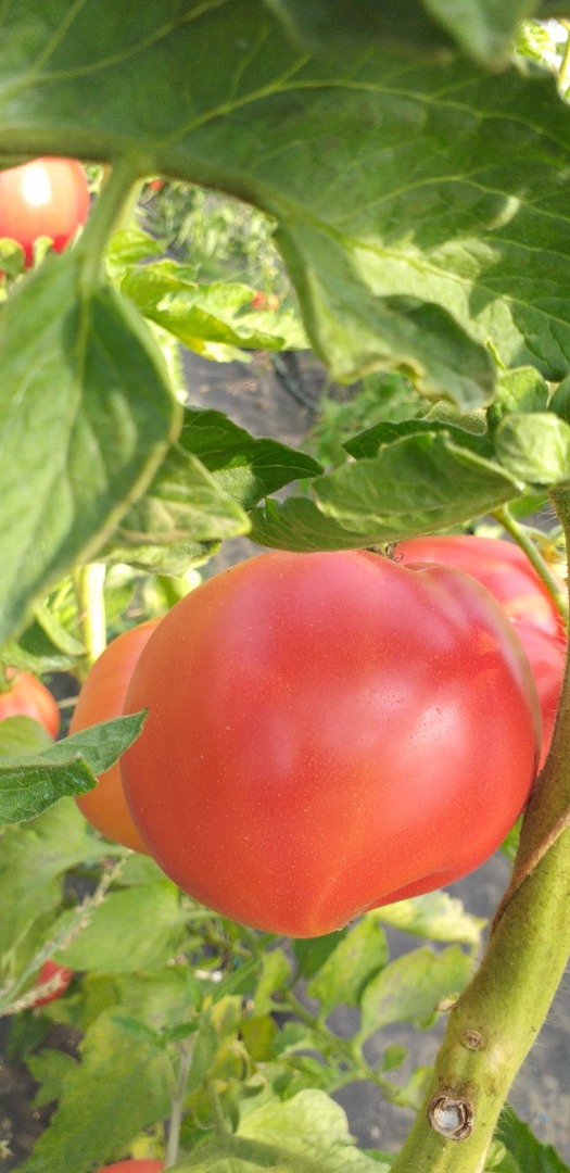 Delicious raspberry tomatoes for sale