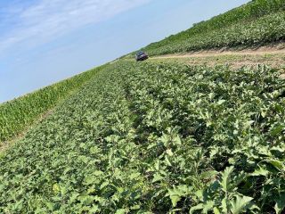 I sell Aragon eggplant, 5-10 tons per week.