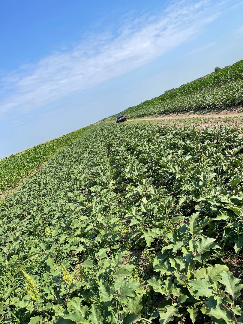 I sell Aragon eggplant, 5-10 tons per week