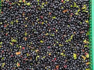 I will buy wholesale quantities of uncleaned forest berries