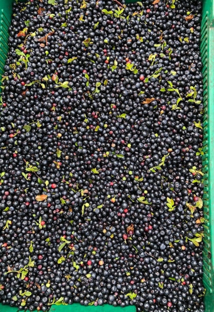 I will buy wholesale quantities of uncleaned forest berries with a leaf