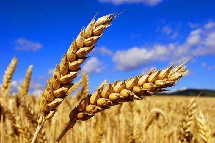 Hello, I have for sale feed wheat - mowed on July 27, 2021 (weather grain)
