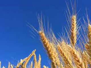 I will sell wheat triticale, amount of 3 tons,