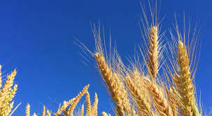 Vendo grano triticale, importo 3 tonnellate, grano falciato il 27 luglio 2021 (soleggiato), possibilità di acquisto a metro