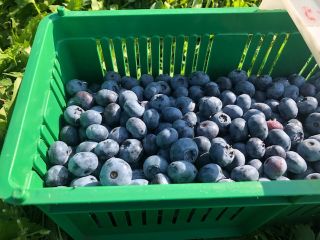 I am selling American blueberries from the current harvest,