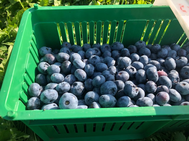 I am selling American blueberries from the current harvest, bluecrop, belkeley, bluegold