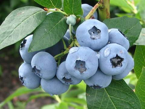 We have a small, own plantation in the vicinity of forests, away from roads in a village near Warsaw