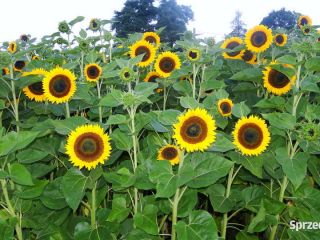 Decorative sunflower flowers for sale. I have my own