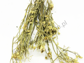 Yarrow flower (Millefolii flos) and Yarrow herb (Millefolii herba)