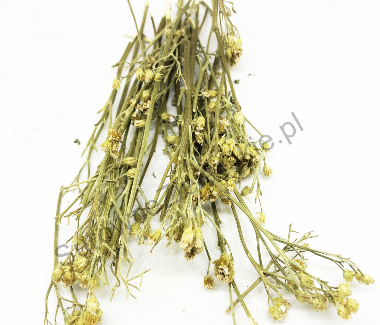 Yarrow flower (Millefolii flos) and Yarrow herb (Millefolii herba) for sale, large quantities from the warehouse in Lublin