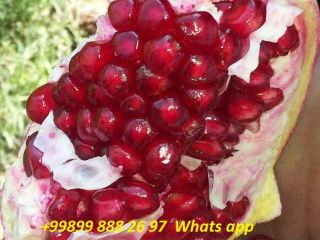 Dear customers , I offer you sweet pomegranate
