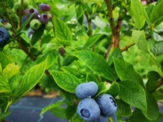 Blueberry for sale, contact number