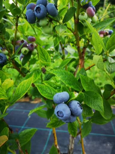 Blueberry for sale, contact number