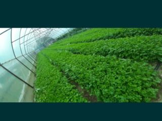 I am selling green parsley per kg in large