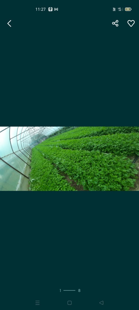 I am selling green parsley per kg in large quantities