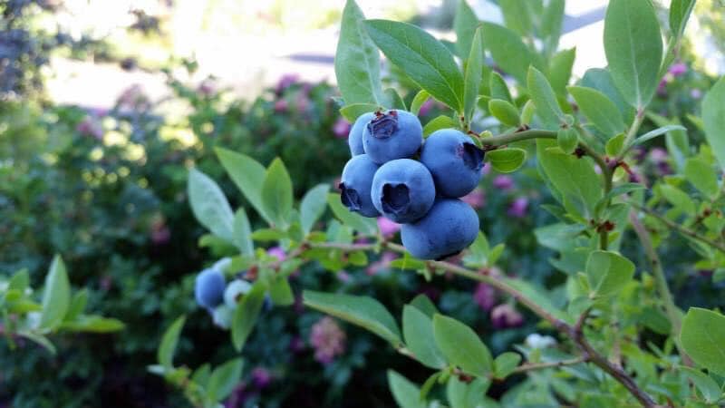 Hello, I am selling a very tasty and fresh American blueberry from a small backyard plantation