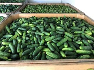 Purchase of field cucumber. We will establish cooperation with