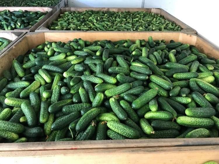 Purchase of field cucumber