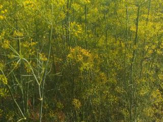 I will sell dill for pickling cucumbers. The price