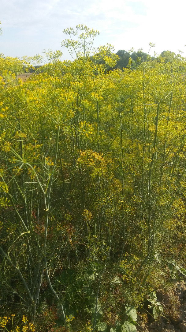 I will sell dill for pickling cucumbers