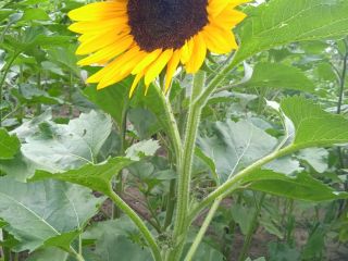 Hello . I will sell ornamental sunflower flowers from