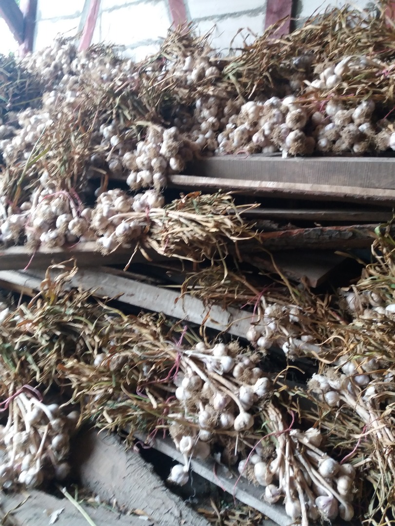 I will sell broadleaf harnas, caliber 5+ straight from the field, bunches of 25 pieces, the advantage of caliber 7, price negotiable
