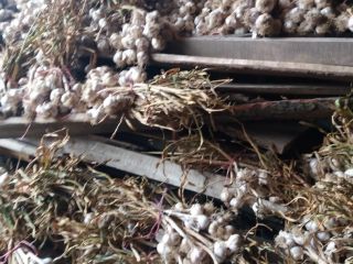 I am selling harnas broad-leaved garlic, straight from the