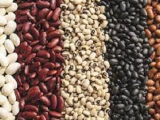 Wholesale beans sale Wholesale beans sale. Bean production Ukraine.