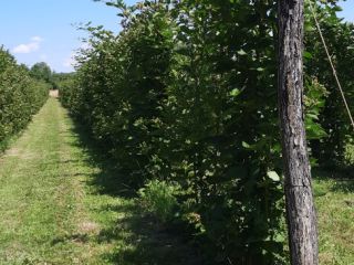 I am a small producer from Olanu, Valcea, Romania