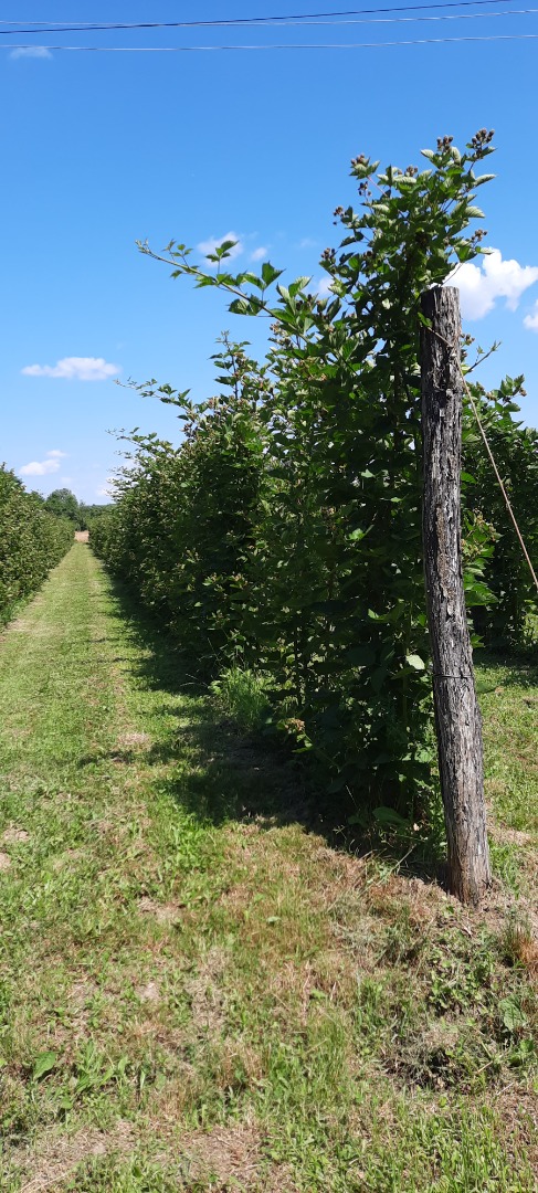 I am a small producer from Olanu, Valcea, Romania and I have available every week between 200 and 350 kg of blackberries (Thornfree)